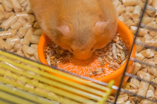Red hamster domestic rodent close-up eating in a macro cage