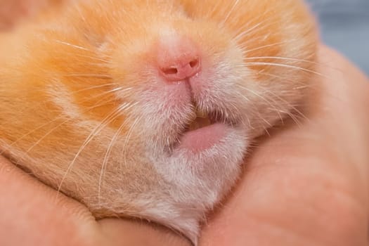 Close-up of the nose and mustache of a red hamster rodent macro face