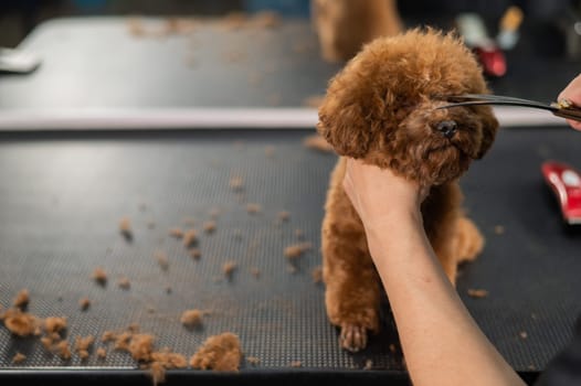 Woman trimming toy poodle with scissors in grooming salon