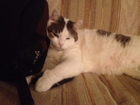 Old White and Brown Cat Laying on Couch By Backpack