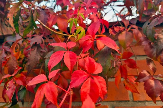 Close-up of red ornamental bushes in autumn.