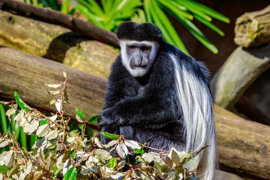 Black-and-white Colobus Monkey