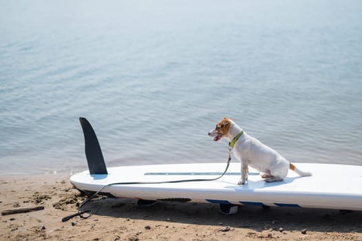 Jack russell terrier posing on a paddle board on the beach. Dog on a surf board