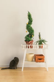 Indoor cypress or thuja in pot is decorating balls like Christmas tree and cat sits near it. Alternative trees for christmas .