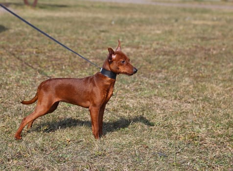 Thoroughbred dog on a leash on a walk. A pet is taken for a walk in nature.