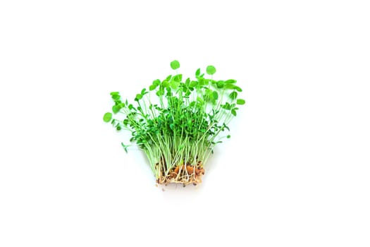 Microgreen clover isolate on white background. Selective focus.