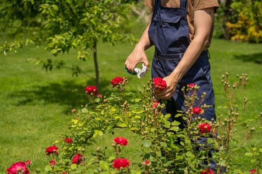 A young man is trimming a rose bush
