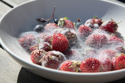 various threads of mold in a plate with berries, violation of food storage