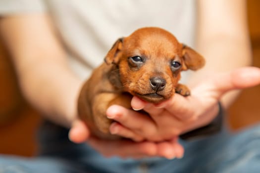 A cute puppy is lying on the girl's palms. A small dog is resting in the arms of a man.