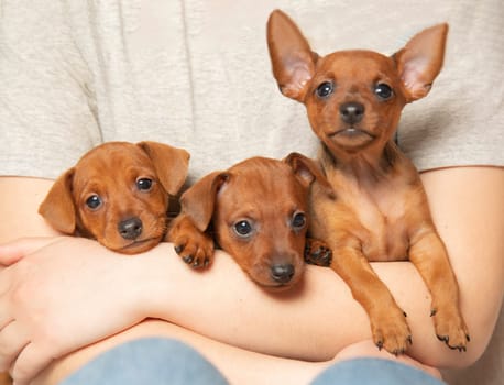 Three puppies from one brood in the hands of a girl.