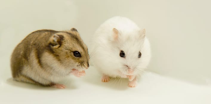 A gray hamster and a white hamster are sitting. The groin of hamsters sit nicely. Pets are hamsters.