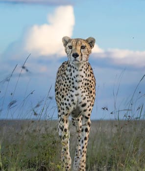 Beautiful Tanzania wildlife pictures