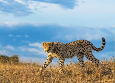 Beautiful Tanzania wildlife pictures