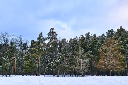 Silent winter forest under blue clouds filled with freshness and peace