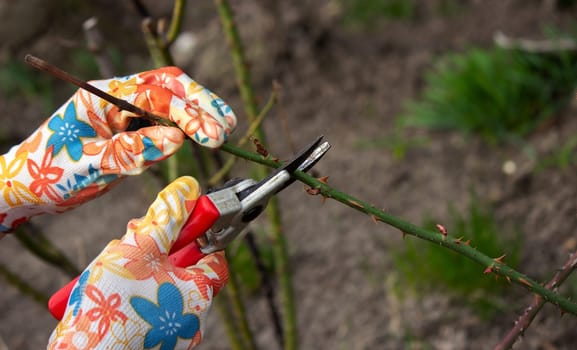 a farmer cuts dry branches of a rose bush.