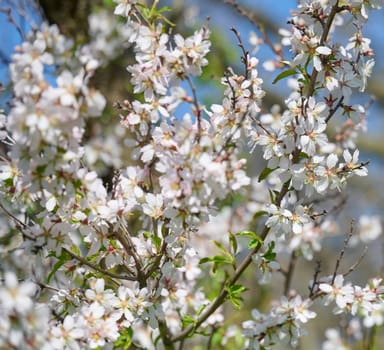 Branch with white almond flowers on blue sky background, sunny spring day, banner