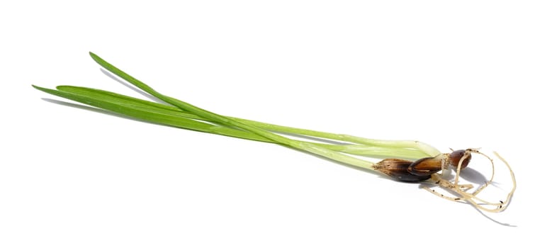Green wheat sprouts on a white background, macro
