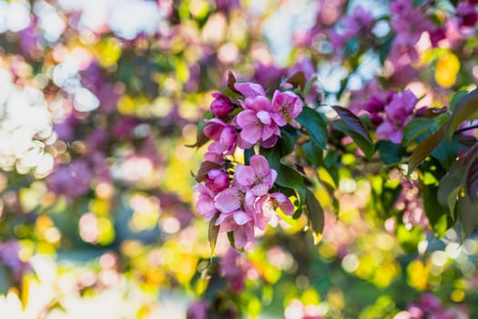 Spring blossom of a decorative apple tree, purple flowers on a green tree in the rays of the sunset