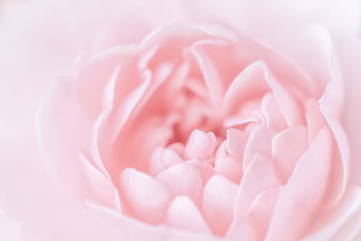 Pale pink rose flower isolated on white background. Soft focus