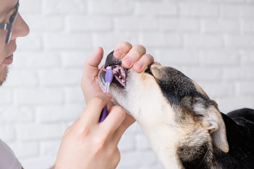 Owner brushing teeth of cute dog at home