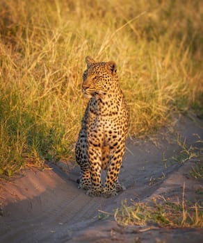 Magical Chobe ,Botswana wildlife  Pictures