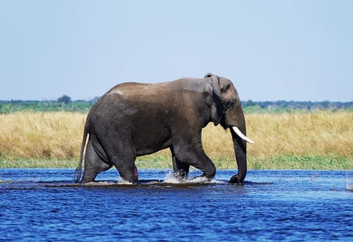 Magical Chobe ,Botswana wildlife  Pictures