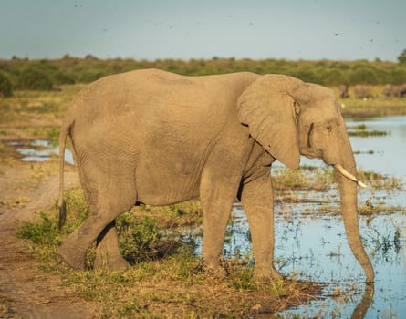 Chobe ,Botswana wildlife  Pictures