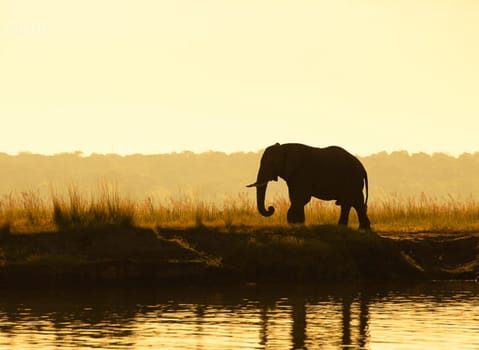 Chobe ,Botswana wildlife  Pictures