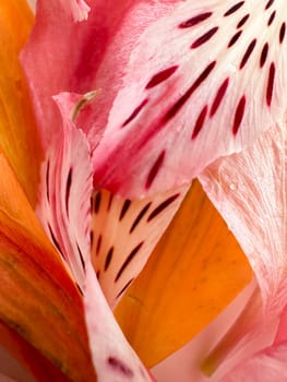 Background of pink petals with stripes, orange - Alstroemeria
