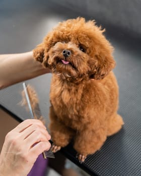 Woman combing a toy poodle during a haircut in a grooming salon.