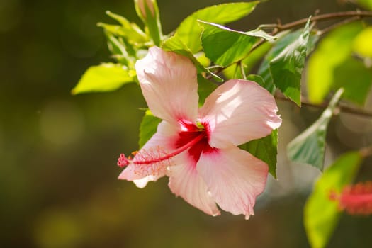 Beautiful Pink Hibiscus flower in full bloom on blurred sunny background.pink flower and green stem. Hibiscus Flowers in a tropical garden. Copy space