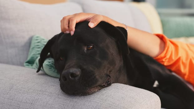 Home, sofa and woman pet dog for love, support and animal care in living room to relax, chill and happy. Best friend, cute and hands of owner on canine for petting, bonding and quality time together