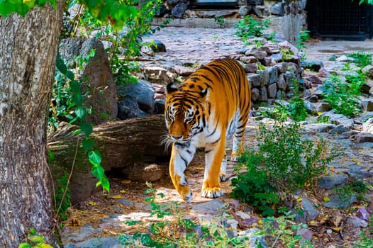 Predatory animal tiger is preparing to hunt.