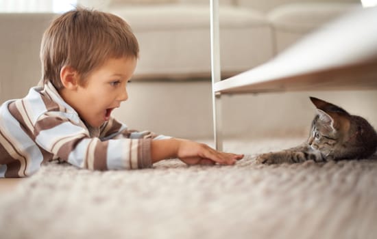Excited, playful and a boy with a cat on the floor for playing, meeting and bonding at home. Smile, bedroom and a child looking shocked at a kitten for a game, happiness and petting on the carpet