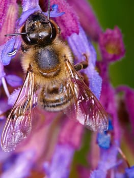 Closeup, bee on flower and collecting pollen in spring or isolated insect, purple plant and sustainable growth in nature. Bees, summer color and pollinating natural plants for environment in macro