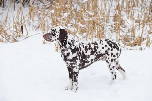 Dog, breed Dalmatian winter in snow proudly stands and looks. beautiful and lovely dalmatian is walking in park. beautiful adult Dalmatian dog