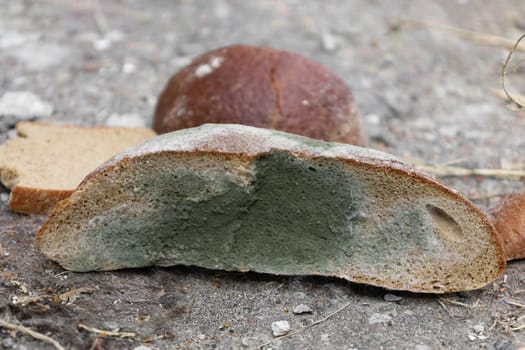 Moldy dark bread in the street. Spoiled food. Incorrect long-term storage. Bacteria on the surface. Food waste in supermarkets. Rotten meal with toxic green mold, growing mildew and fungus.