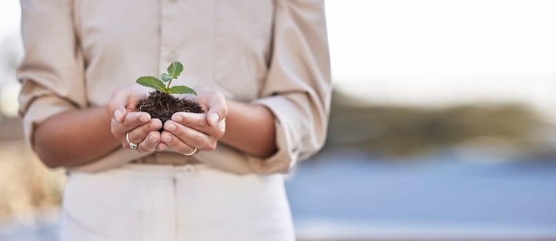 Hands, seedling and business woman with space for mockup, branding or growth in startup company. Soil, plant and mock up for development, start or entrepreneurship for goal, sustainability and future