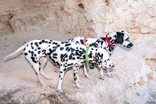 Portrait of three beautiful young Dalmatian dogs standing in a cave