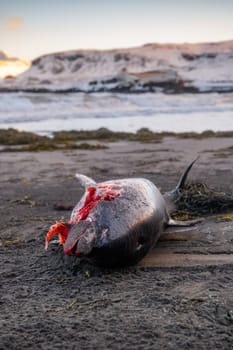 Dead Dolphin on The Beach. Dead Sea Animal, Decaying Corpse. Global extinction concept.