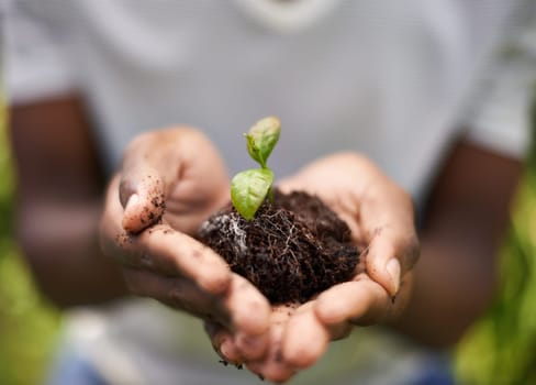 Hands, sustainability and soil growth in nature for nature, environment development and dirt. Plant, growing and sustainable eco friendly work of a person with care, community for climate change