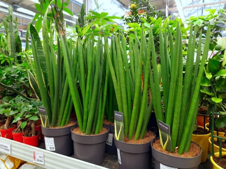 Decorative sansevieria in a plant shop. Buying and selling houseplants