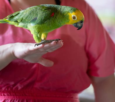 A beautiful multi-colored macaw with yellow feathers perched on a woman's pink hand and looking downwards as if searching for something.