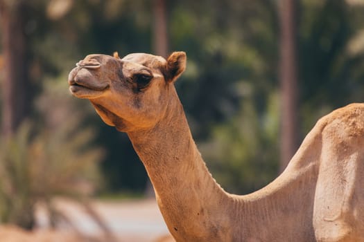 Camel face medium shot in Bahrain Photo