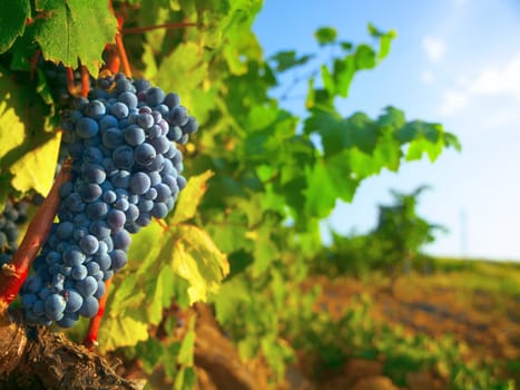 Nature, farm and agriculture with grapes on vineyard for growth, sustainability and environment. Fruit, summer and ecology with winery in countryside field for plants, harvest and organic produce