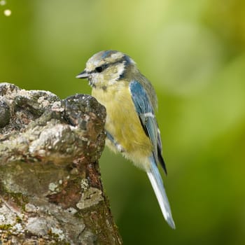 The Great Tit - Parus major. The Eurasian blue tit is a small passerine bird in the tit family Paridae. The bird is easily recognisable by its blue and yellow plumage.