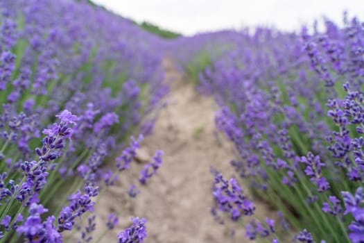 Lavender flower field, Blooming purple fragrant lavender flowers. Growing lavender swaying in the wind, harvesting, perfume ingredient, aromatherapy