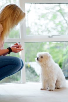 Woman, food and feeding dog in a house with love, care and trust for obedience. Animal, pet puppy or Maltese poodle waiting for treat from owner for growth, training and development on home floor