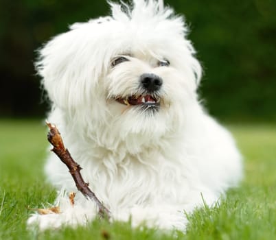 Puppy, animal and maltese poodle is natural on green lawn in the backyard is happy in the outdoor park. Young, dog and garden is a pet in home with freedom on the grass in summer