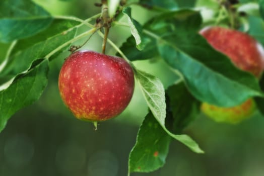Reach out and experience natures goodness. Ripe red apples on an apple tree in an orchard.